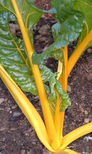 Vegetable gardening in St Albans