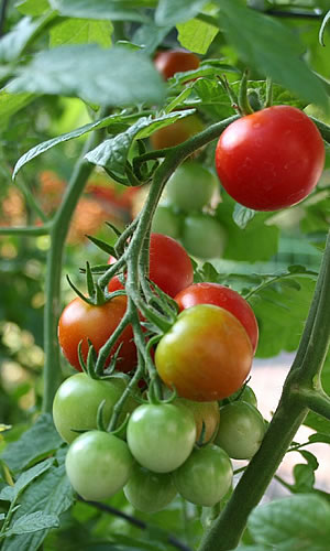 Vegetable gardening in St Albans