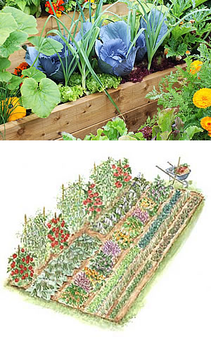 Vegetable gardening in St Albans